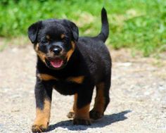 a small black and brown dog walking across a dirt road with grass in the background