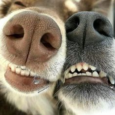 a close up of two dogs with their mouths open