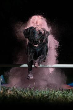 a black dog jumping over a hurdle with pink powder on it's back legs