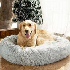 a dog is laying in his bed on the floor next to a christmas tree and window