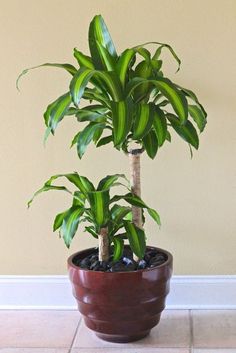 a potted plant sitting on top of a tiled floor