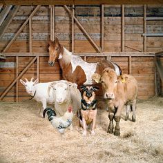 a group of farm animals standing next to each other