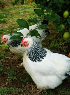 two white chickens standing next to each other under a tree