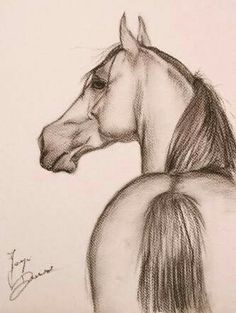 a pencil drawing of a horse's head