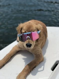 a brown dog wearing sunglasses on top of a boat