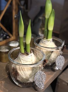 two glass vases with plants in them on a wooden counter top, one is filled with white flowers and the other has green stems