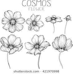 the flowers are drawn by hand in black and white