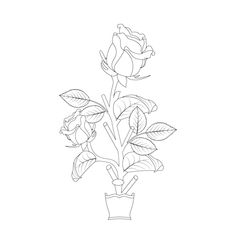 a drawing of a rose in a vase