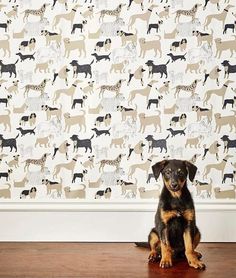 a dog sitting on the floor in front of a wallpaper with dogs and cheetah