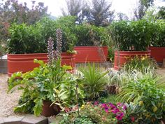 a garden filled with lots of different types of flowers and plants next to each other