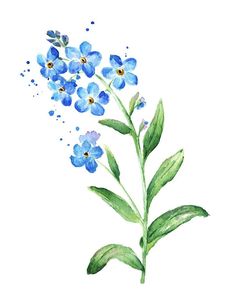 watercolor painting of blue flowers with green leaves on a white background, hand drawn