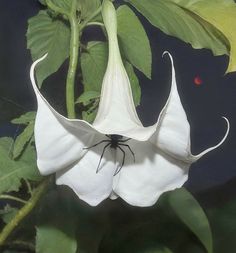 a spider crawling on the back of a white flower