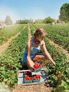 a woman picking strawberries in a field