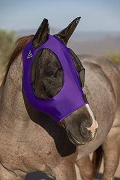 a horse wearing a purple blinder on it's head