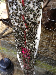 a bunch of bees that are on top of a piece of wood next to a wire fence