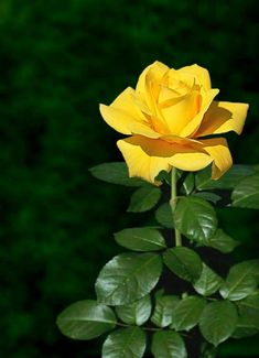 a single yellow rose with green leaves in the foreground and dark green foliage in the background