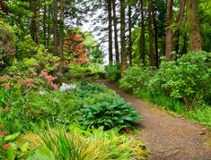 a path in the middle of a forest with lots of trees and flowers on both sides