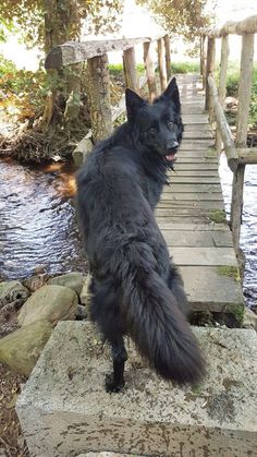 a large black dog standing on top of a wooden bridge