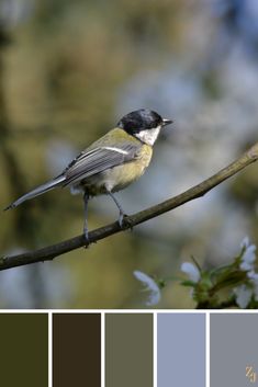 a bird sitting on top of a tree branch with color swatches in the background