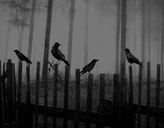 four birds sitting on top of wooden posts in the woods