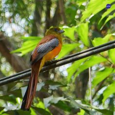 a colorful bird sitting on top of a wire next to green leaves and trees in the background