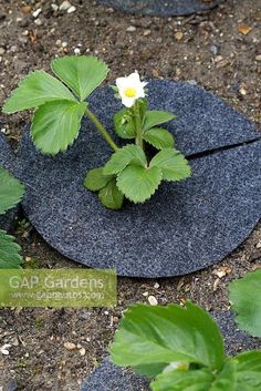 a small white flower sitting on top of a black plate next to green leafy plants