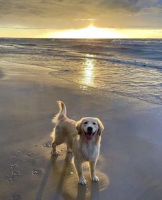 a dog standing on top of a beach next to the ocean