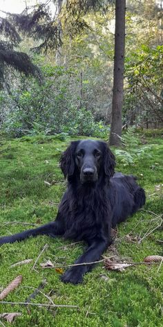 a large black dog laying on top of a green grass covered forest floor next to trees