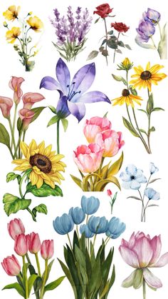 watercolor flowers are shown in different colors and sizes, including pinks, blue, yellow