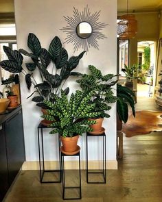 two potted plants sitting on top of metal stands in front of a white wall