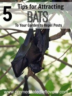 a bat hanging from a tree branch with the text 5 tips for attracting bats to your garden to rep pests