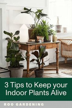 Indoor plants can bring so much life into each room of your home.  They are an extension of your personal style.  There is a reason I have tropical plants all over my home; the beach is my happy place and indoor plants make it so easy to incorporate that style into my home. Follow our 3 tips to keep your indoor plants alive whether you are a beginner gardener or not. Make sure to follow our gardening tips at Roo Gardening.