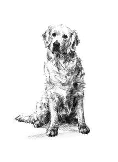 a black and white drawing of a golden retriever dog sitting on the floor with its front paws crossed