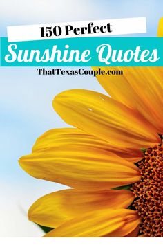 a sunflower with the words, 150 perfect sunshine quotes