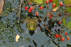 a frog is swimming in the water with berries