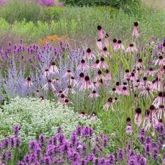 purple and white flowers are in the middle of a field