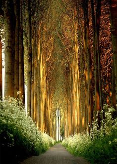 an image of a tree lined road in the middle of the woods with trees lining both sides