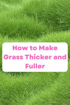 green grass with the words how to make grass thicker and filler on it