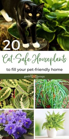 the top 20 cat - safe houseplants to fill your pet - friendly home