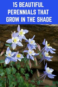 blue flowers with text overlay that reads 15 beautiful perennials that grow in the shade