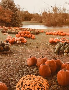 pumpkins and gourds are arranged on the ground in an area with water