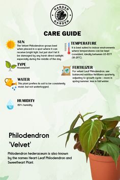 an info sheet describing the benefits of houseplants and how to care for them