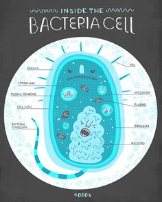 an illustrated diagram of the inside of a bactern cell with labels on it