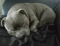 a large dog sleeping on top of a couch