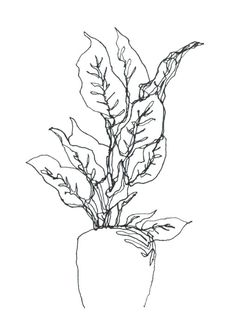 a black and white drawing of a plant in a pot with leaves on the top