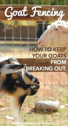 goat fencing with text overlay saying how to keep your goats from breaking out?