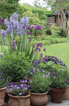 several potted plants with purple flowers in them