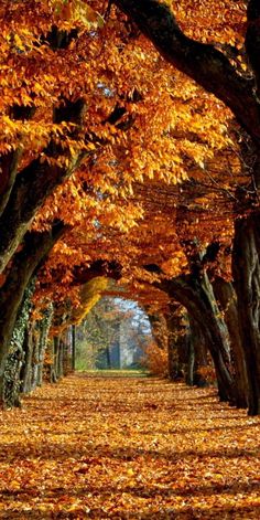 an autumn scene with trees and leaves on the ground