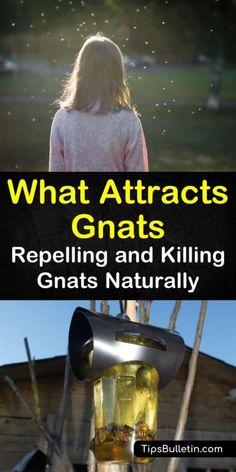 the cover of what attracts gnats repelling and killing grates naturally