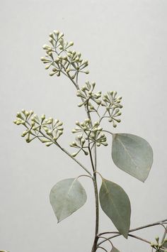 Seeded Eucalyptus | Eucalyptus comes in different looks and adds a touch of sage/gray-green to designs. Cinerea Eucalyptus, Eucalyptus Cinerea, Joel Sartore, Theme Nature, Seeded Eucalyptus, Australian Flora, Image Nature, Arte Inspo